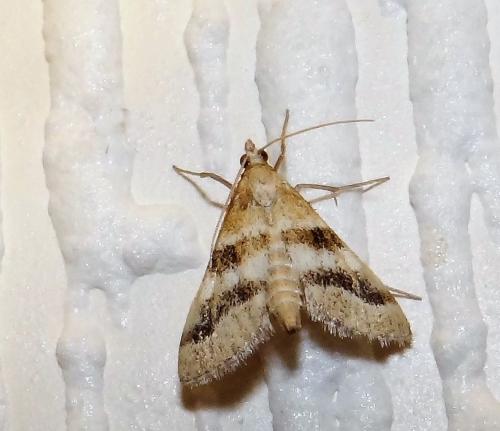 Réf. 307 144 : Metasia suppandalis